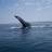 Up close and personal with the whales